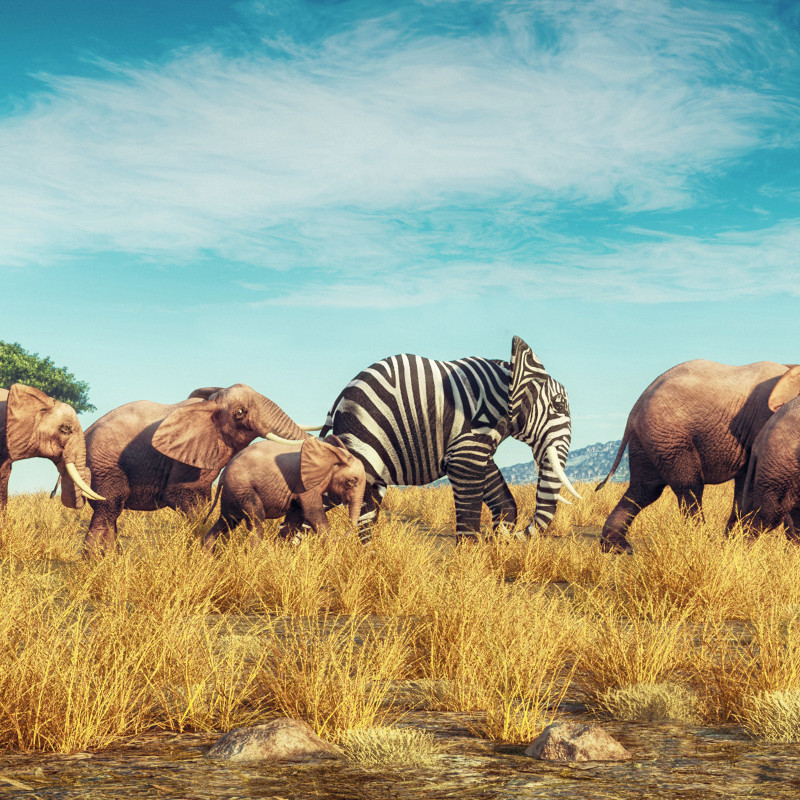 Herd of elephants, one has zebra markings