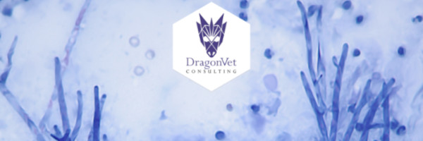 DragonVet case study image