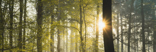 Sunlight through the trees