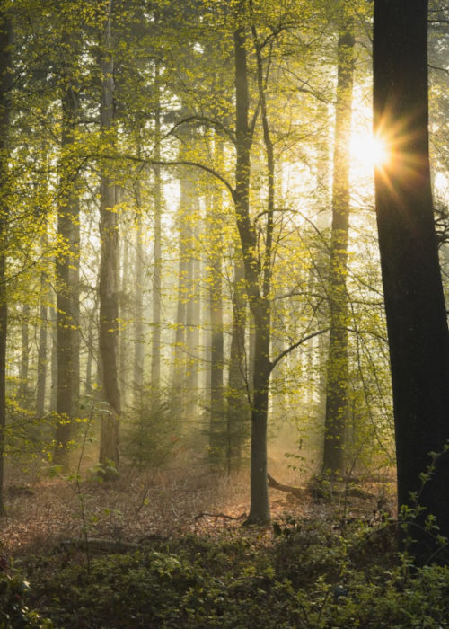 Sunlight through the trees