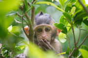 Curious Monkey peeking through the trees